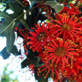 Firewheel Tree Stenocarpus P20firtre - Garden Express Australia