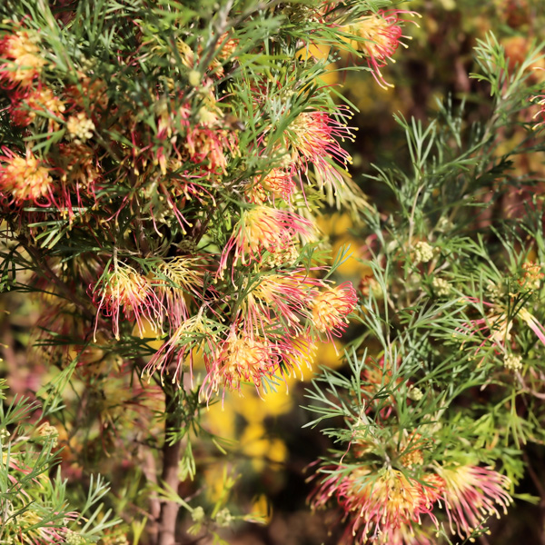 Grevillea Flora Mason