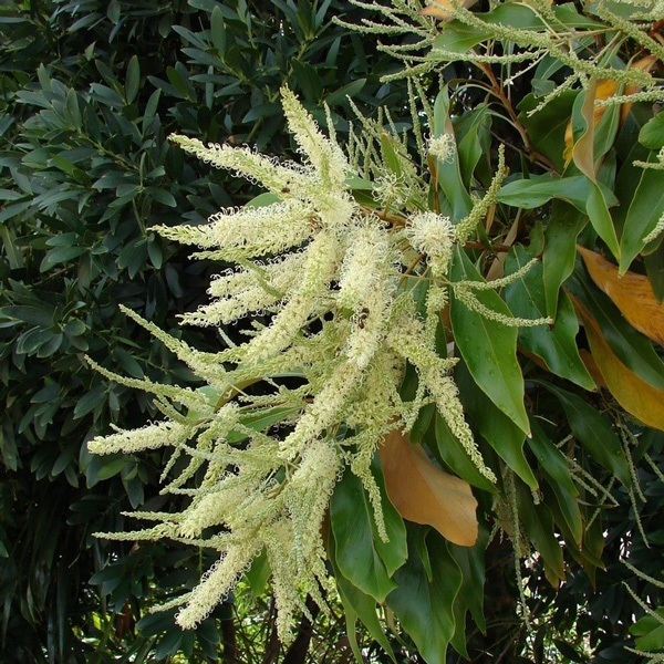 Grevillea Baileyana