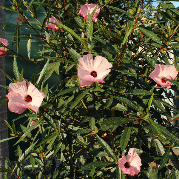 Hibiscus Aussie Delight (pbr)