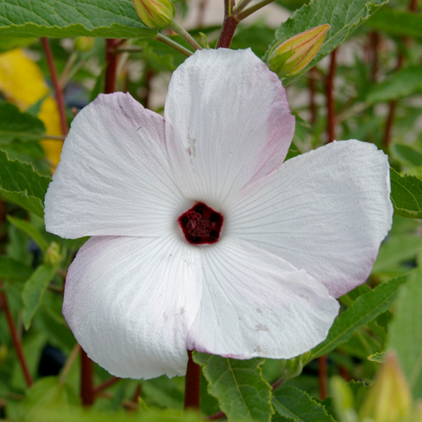 Hibiscus Aussie Pearl (pbr)