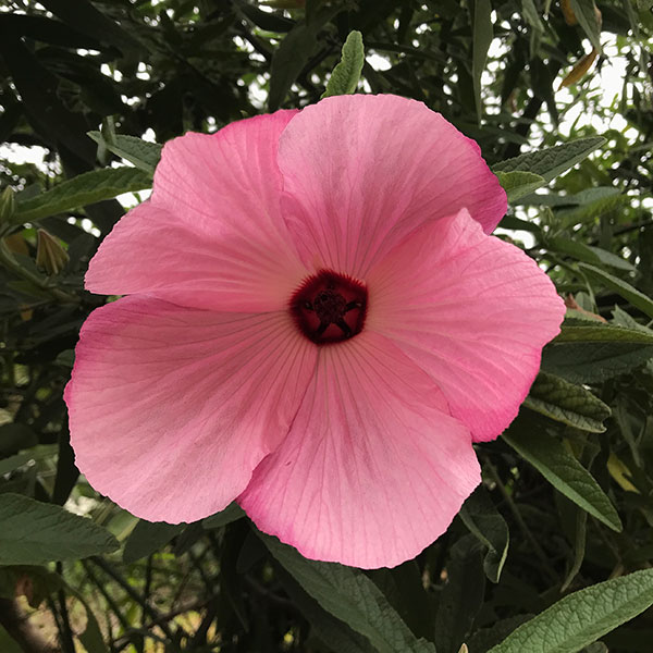 Hibiscus Aussie Pink (pbr)