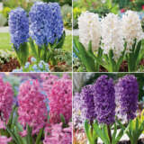 Hyacinth Collection Pre Order 2024 Colhyapre - Garden Express Australia