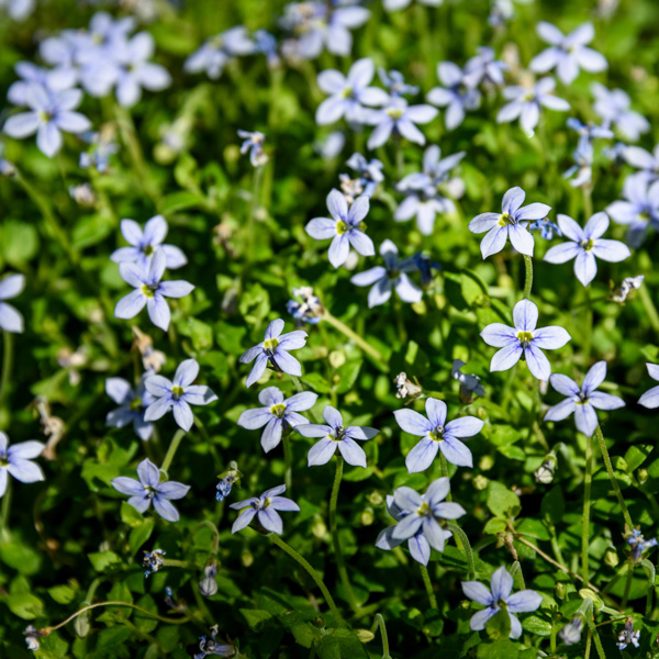 Isotoma Fluviatilis- Blue Star Creeper