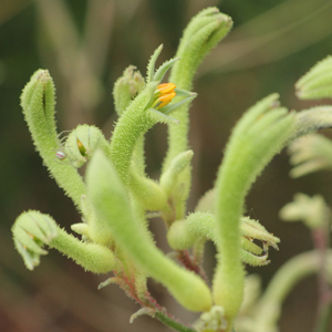 Kangaroo Paw Flavidus Green