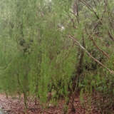 Leptospermum Madidum- Weeping Tea Tree