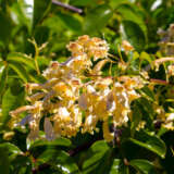 Pandorea Lemon Bells P75panlbe - Garden Express Australia