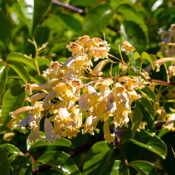 Pandorea Lemon Bells