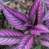 Persian Shield