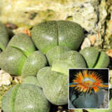 Pleiospilus Split Rock Plant