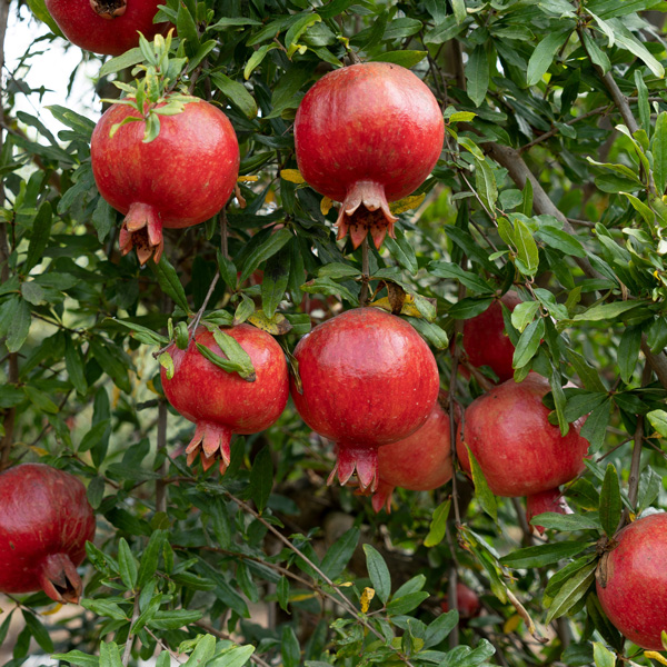 Pomegranate 100mm - Garden Express