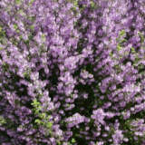 Prostanthera Minty