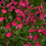 Salvia Mirage Hot Pink - Garden Express Australia