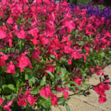 Salvia Mirage Hot Pink P68salmhp - Garden Express Australia