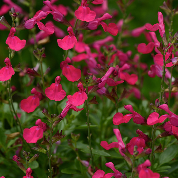 Salvia Mirage Hot Pink