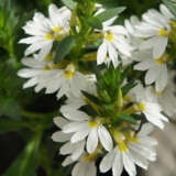 Scaevola Fairy White