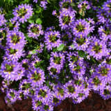 Scaevola Fairy Blue