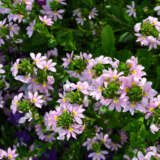 Scaevola Fairy Pink