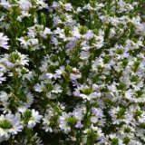 Scaevola Fairy White