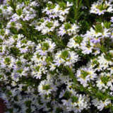 Scaevola Fairy White P68scafwh - Garden Express Australia