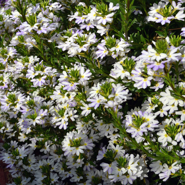 Scaevola Fairy White