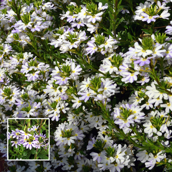 Scaevola Bondi White