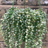 Senecio Variegated String Of Pearls