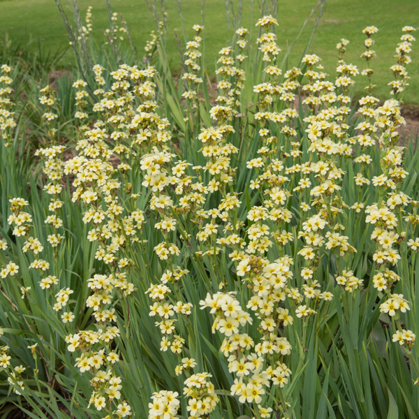 Sisyrinchium Yellow Eyed Grass