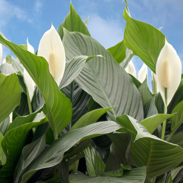 Spathiphyllum Peace Lily Sweet Romano