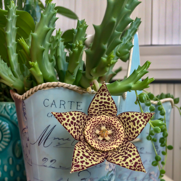 Stapelia Variegata Starfish Plant