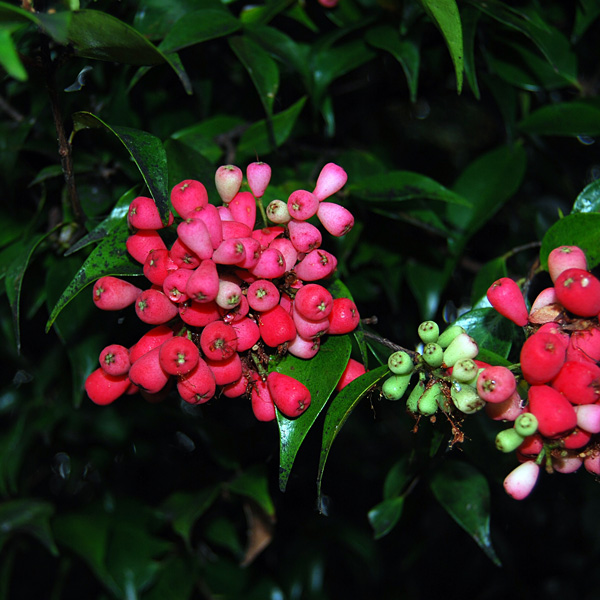 Syzygium Luehmannii- Riberry