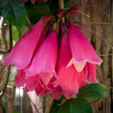 Tecomanthe Fraser Island Creeper