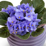 African Violet Maxi Rianne