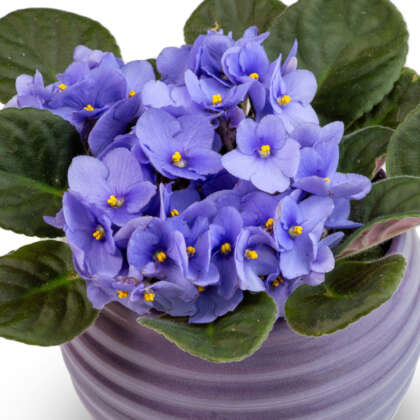 African Violet Maxi Rianne - Garden Express