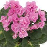 African Violet Maxi Rococo