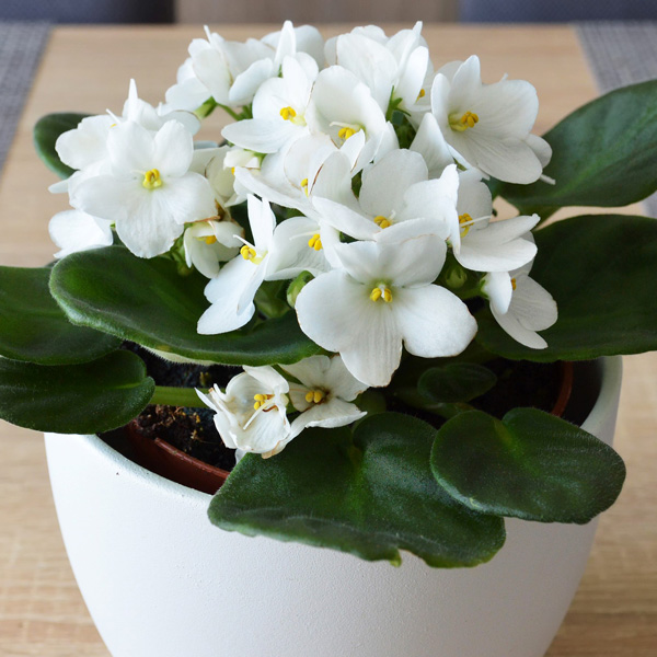 African Violet White Garden Express