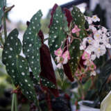 Begonia Maculata- Polka Dot Plant