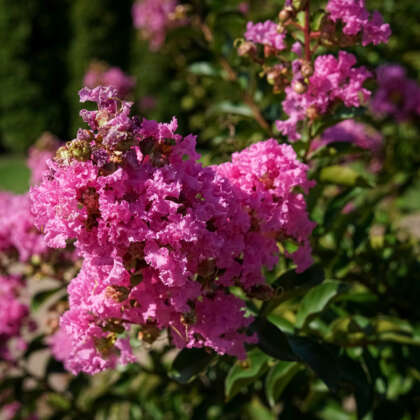 Crepe Myrtle Worlds Fair - Garden Express