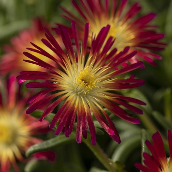 Delosperma Pig Face Fuchsia