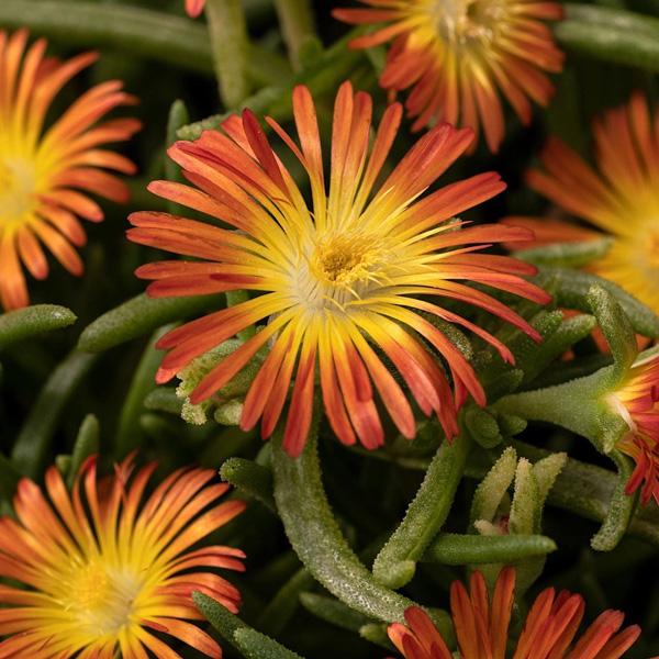 Delosperma Pig Face Orange