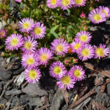 Delosperma Delmara Pink Halo P68deldph - Garden Express Australia