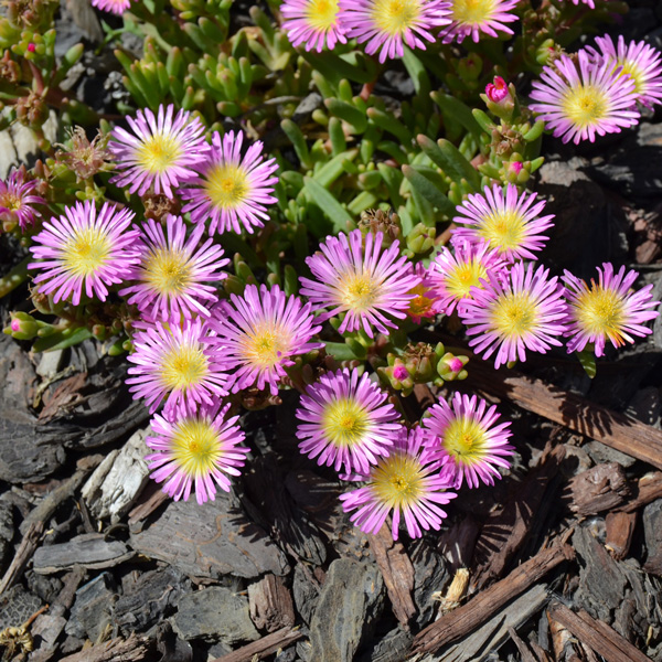 Delosperma Pig Face Pink Halo