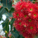 Eucalyptus Corymbia Mini Red P20eucmre - Garden Express Australia