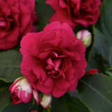 Impatiens Bonita Burgundy P68impbbu - Garden Express Australia