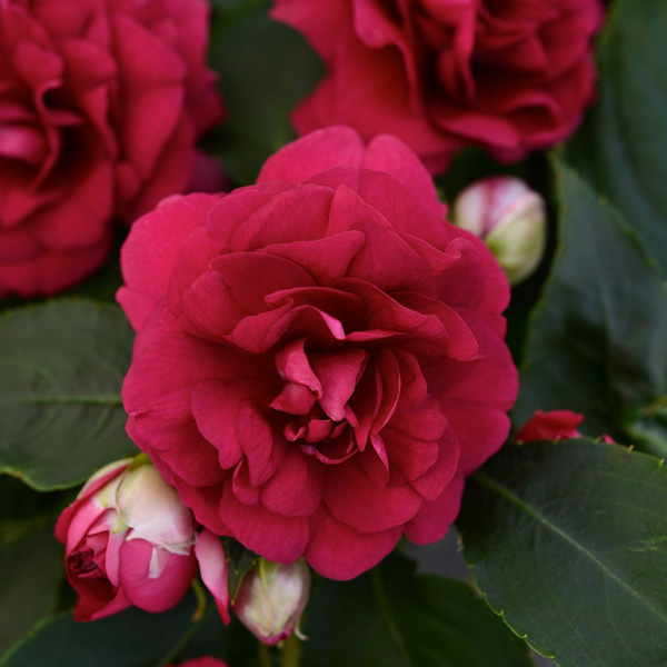 Impatiens Bonita Burgundy