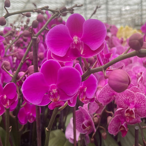 Orchid Phalaenopsis- Single Stem Magenta - Garden Express