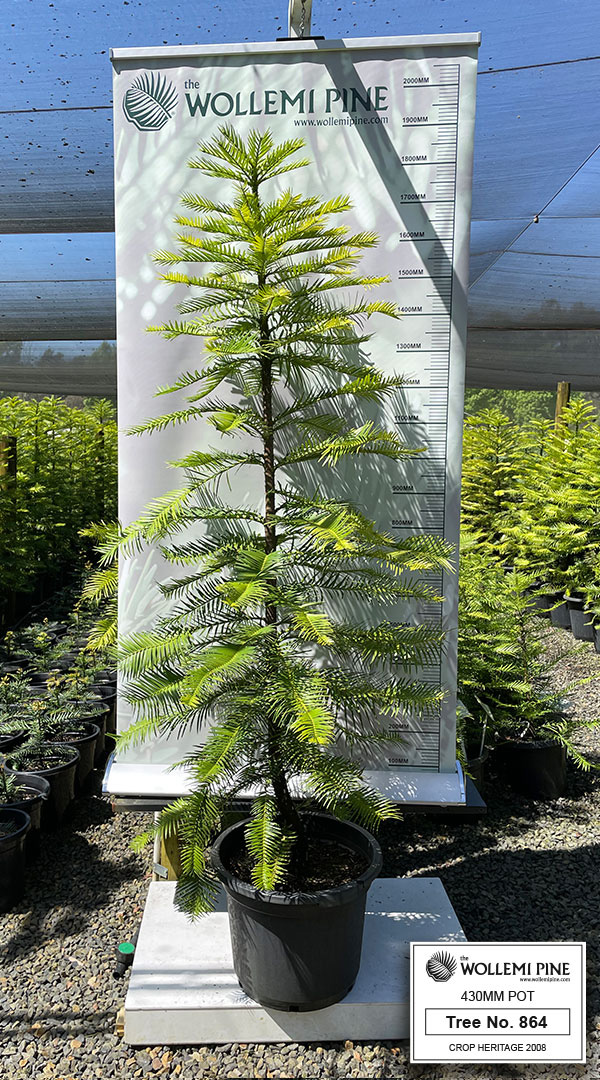 Wollemi Pine Number 864 – 430mm Pot
