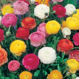 Ranunculus - Garden Express - Australia's Largest Online Nursery