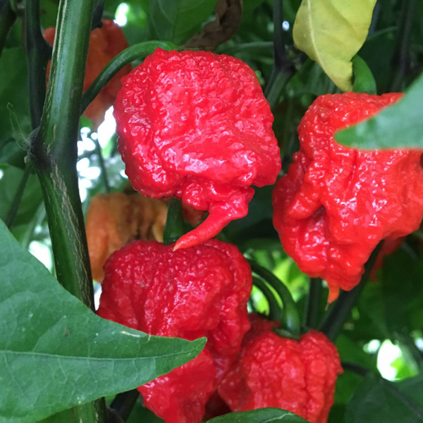 Seed - RHS Chilli Carolina Reaper - Garden Express