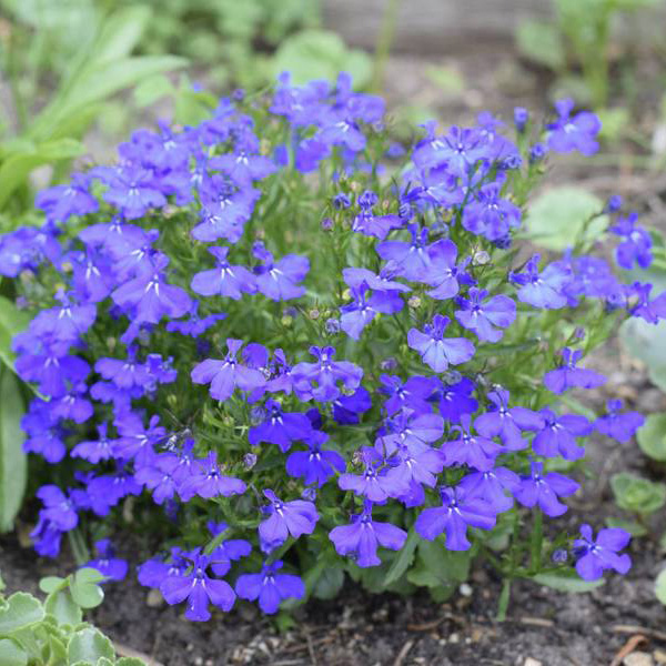 Seed - RHS Lobelia Cascade Blue - Garden Express